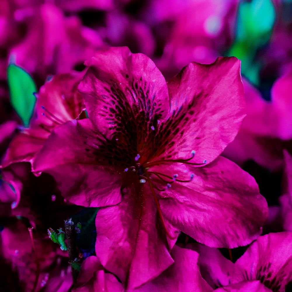 Encore Azalea Autumn Velvet Live Shrub in 1-Gallon Grower Pot