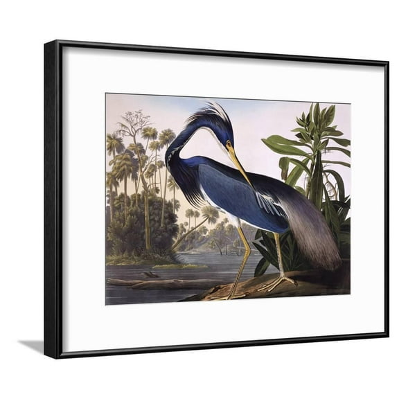 Louisiana Heron, Animals Framed Art Print Wall Art by John James Audubon Sold by Art.Com