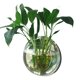 thumbnail image 1 of Decoración del hogar Montaje en pared Tanques de peces Goldfish Bowl Acrílico Colgando Acuarios Florero Florero Irfora Tanque de acuario, 1 of 7