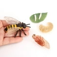 thumbnail image 2 of Simulation Insect Plastic Animal Early Growth Model Animal Preschool Model Miniature Educational Props Cognition Toy for Children Type 10, 2 of 9