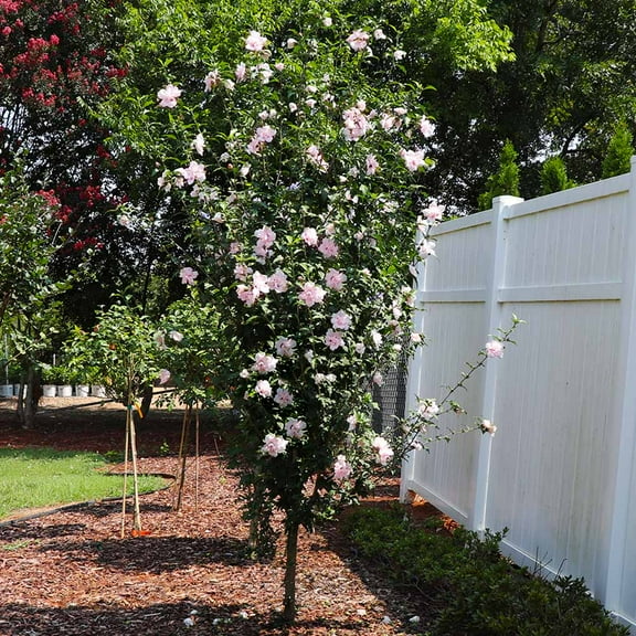 Brighter Blooms - Pink Rose of Sharon Althea Tree, 3-4 ft. - No Shipping to AK, AZ, HI, OR
