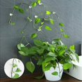 thumbnail image 2 of Clips de Soporte para Plantas Trepadoras 100 Piezas Clips de Vid Autoadhesivos Gancho para Plantas Fijador de Pared Invisible para Vides de Jardín Blanco para Vides de Jardín Órgano de Alambre, 2 of 5