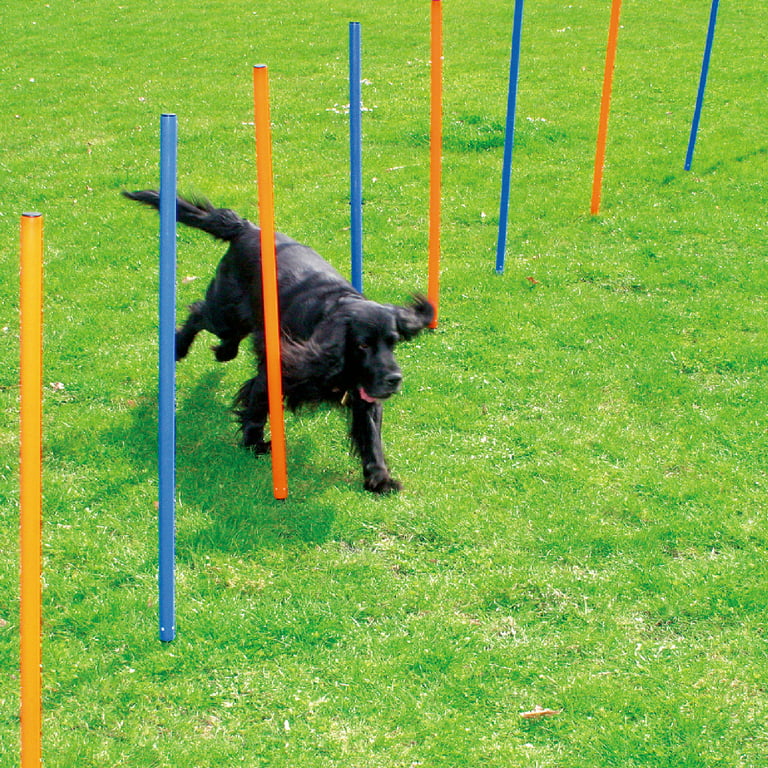 PAWISE Dog Training Exercise Equipment,Dog Agility Training