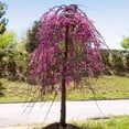 thumbnail image 2 of Brighter Blooms - Bloomables® Golden Falls® Redbud Tree, 5-6 ft. - No Shipping to AK, AZ, HI, OR, 2 of 4