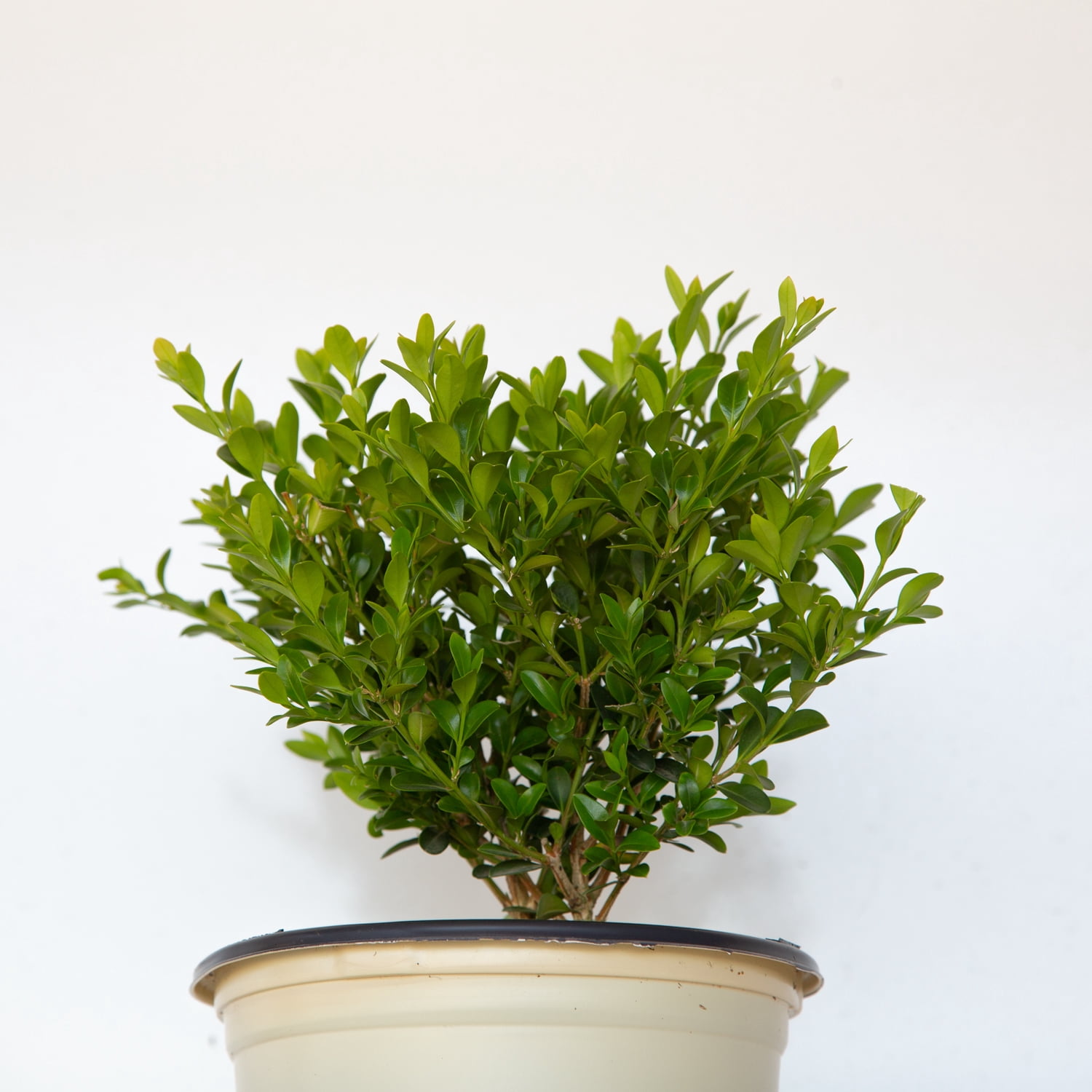 Better Boxwood Heritage (2.5 qt.) Evergreen Full Sun Perennial Shrub with Glossy Green Foliage