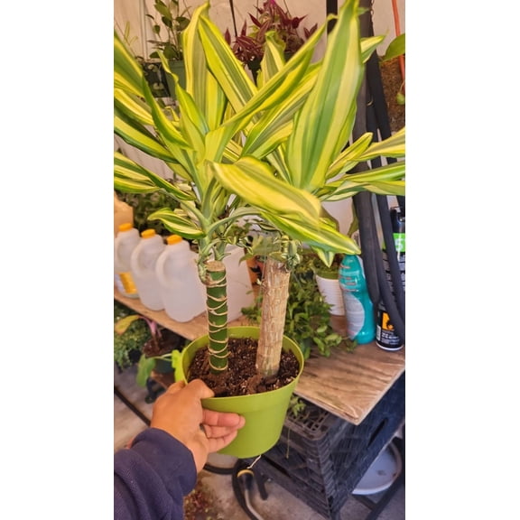 6 inch Pot - Sol Cane Dracaena- Easy to Grow House Plant - Get similar to the picture