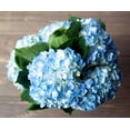 thumbnail image 4 of 5 Fresh-Cut Blue Hydrangea by Arabella Bouquets with a Free, Hand-Blown Glass Vase (Fresh-Cut Flowers), 4 of 7