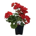 thumbnail image 1 of PFS 3.5in Seed Geranium Red - Live Plant in 3.5inch Pot (Single Item), 1 of 1