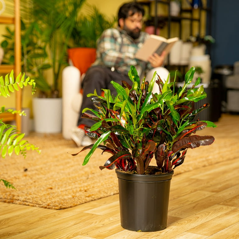 Costa Farms Croton Mammey Red in 8.75 in. Grower Pot
