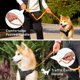 thumbnail image 3 of Correa elástica para perro con asa acolchada suave, correa ajustable para perro con hebilla de cinturón de seguridad, correa ajustable para perro para perros grandes, medianos y pequeños (naranja) JFHHH pequeña, 3 of 5
