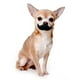 thumbnail image 3 of Juguete para Perros FOUFIT Bigote Masticable, 3 of 3