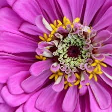 GSDWIUEW Dream Zinnia 50-60 Seeds Lavender Pink Blooms Attracts Butterflies Seed
