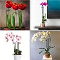 thumbnail image 2 of stanreset 5 pcs Plant Support Stakes Garden Single Stem Support Stake Amaryllis Plant Cage Support Rings, 2 of 4