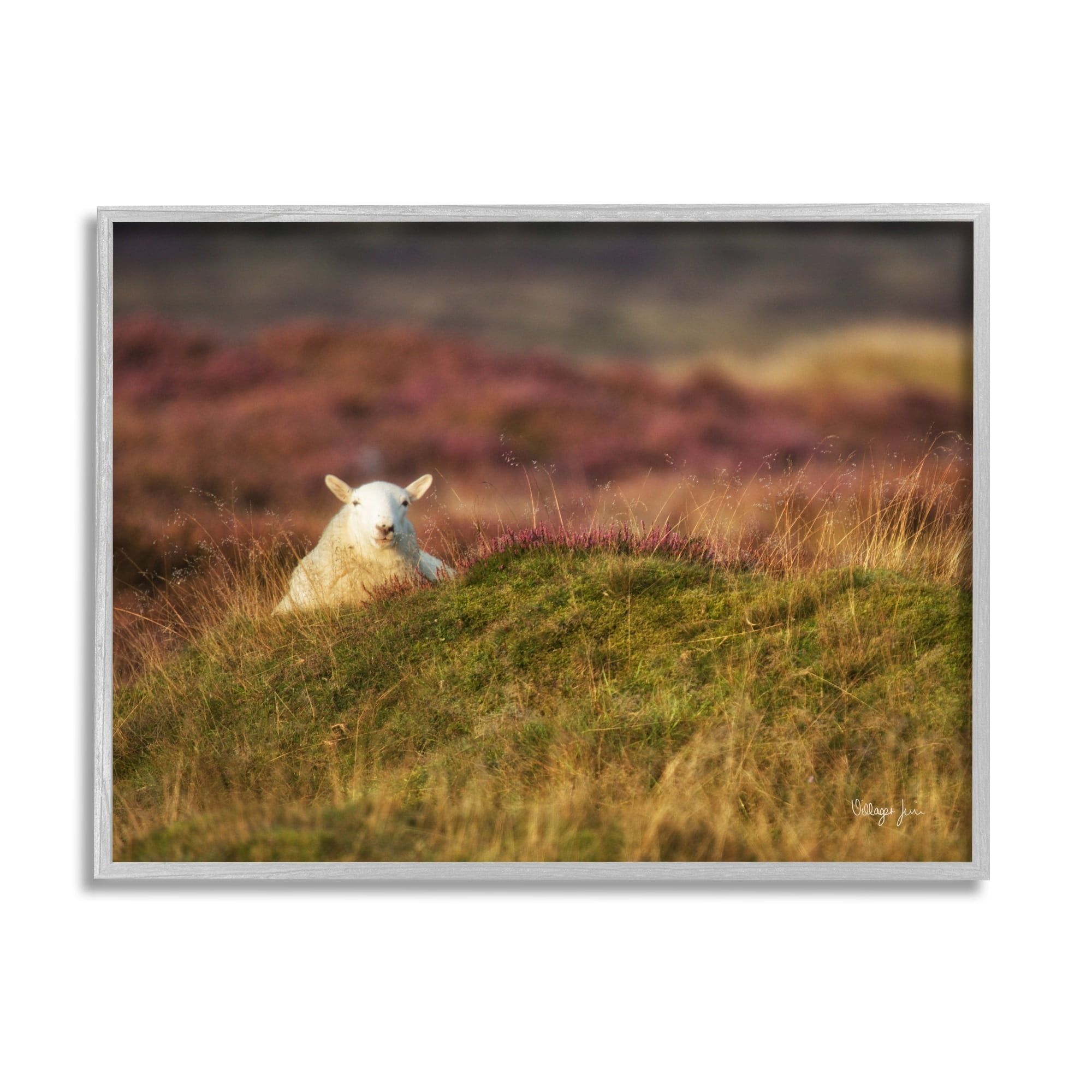Stupell Industries Lone Sheep in Meadow Rural Countryside Farmland Photograph Gray Framed Art Print Wall Art, Design by James Dobson