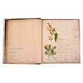 thumbnail image 2 of Plantas Silvestres E Infusiones Curativas Lexus Editores Atlas Ilustrado, 2 of 4