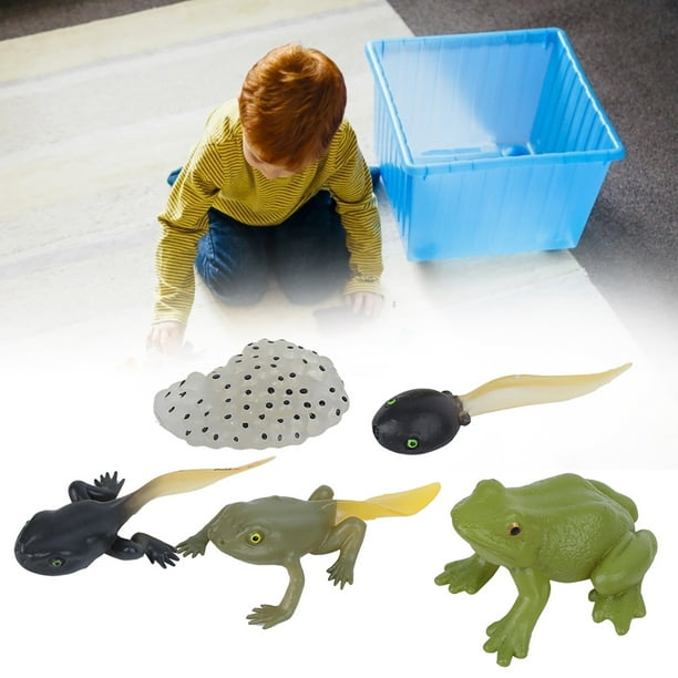 RiToEasysports Kit De Juguete De Rana Renacuajo, Modelo De Ciclo De Crecimiento De Ranidae, Animal De Simulación En Miniatura Para Niños Para Ayudas Educativas Tempranas, Juguete De Estatua De