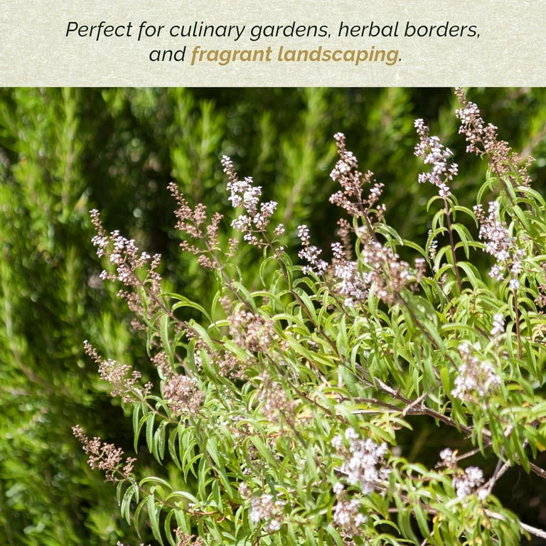 Lemon Verbena Live Plant, Aloysia citriodora, Fully Rooted in 4" Premium  Nursery Pot - Walmart.com