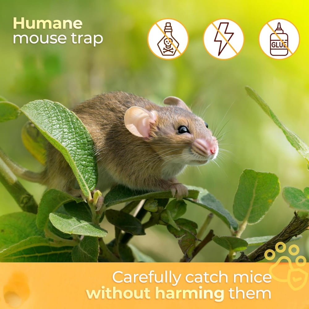 Large Humane Mouse Trap Indoor/Outdoor No See Kill 2 Pack - Mice Mouse Catcher for Home - Pet Safe Mousetrap Catch and Release - Green