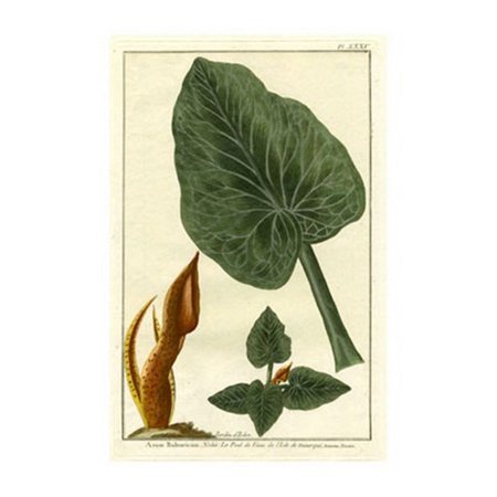 15 Poster Print - Botanical by Buchoz II (D) Poster Print by Pierre-Joseph Buchoz (11 x 15)