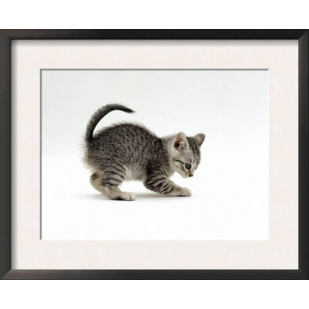 - Domestic Cat, Playful 7-Week Silver Spotted Kitten Framed Art Print Wall Art - 21x17
