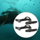 thumbnail image 4 of Juego de 2 correas de goma ajustables de liberación rápida para aletas de buceo, incluye accesorios. M, 4 of 8