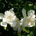 thumbnail image 2 of Southern Living Jubilation Gardenia Live Shrub in 2.5-Quart Grower Pot, 2 of 10