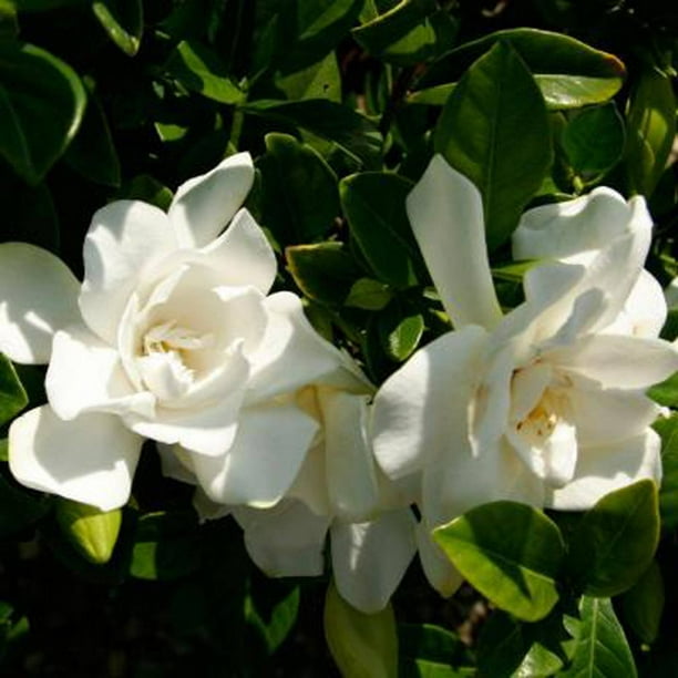 Jubilation Gardenia - White Fragrant Flowers - Evergreen Shrub - 11.11 Qt