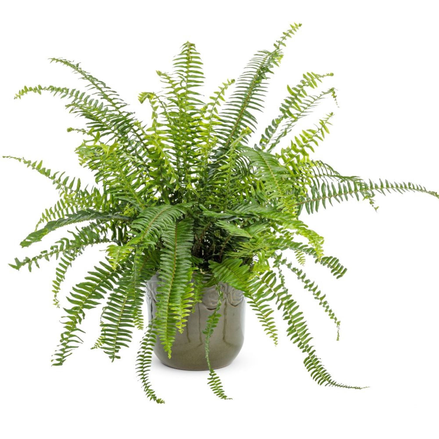 Proven Winners 8" 'Kimberley Queen' Australian Sword Fern Live Plant in 6.5" Pot