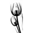 thumbnail image 2 of Koetsier, Albert 15x32 White Modern Wood Framed Museum Art Print Titled - Tulip in BandW, 2 of 4