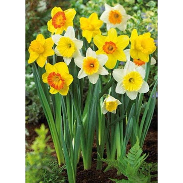 15 Mix Color Daffodils Bulbs Trumpet and Cupped Mixture Set of 15