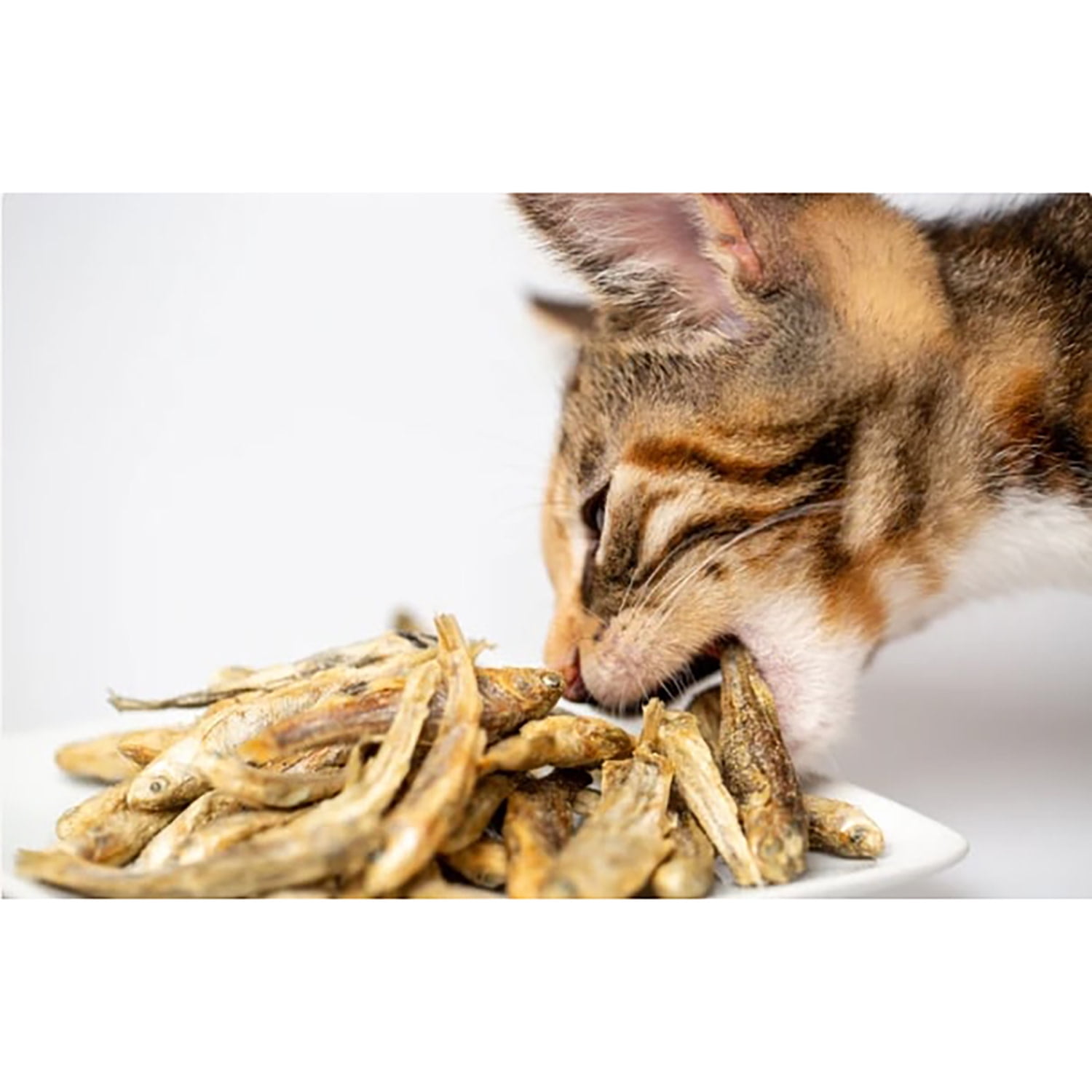 Scout & Zoe's: Munchworthy Minnows - 1oz Dog & Cat Treats, Freeze-Dried, Single Ingredient, Pet Fish Chews, Crunchy Bites, Omega-3 Rich, USA Sourced