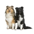 thumbnail image 2 of Couple Shelties Wall Decal by Wallmonkeys Peel and Stick Graphic (24 in W x 21 in H) WM254676, 2 of 4