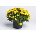 thumbnail image 4 of Expert Gardener Yellow Quart Mum 4-Pack Live Plant, 4 of 6
