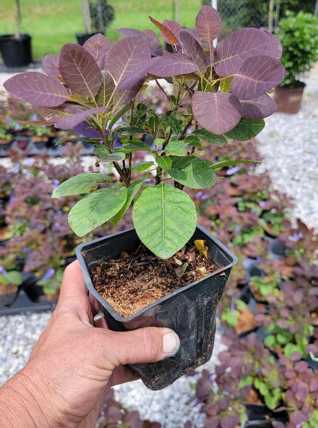 Royal Purple Smokebush Tree ( cotinus ) - Live Plant - ( 1 QT )