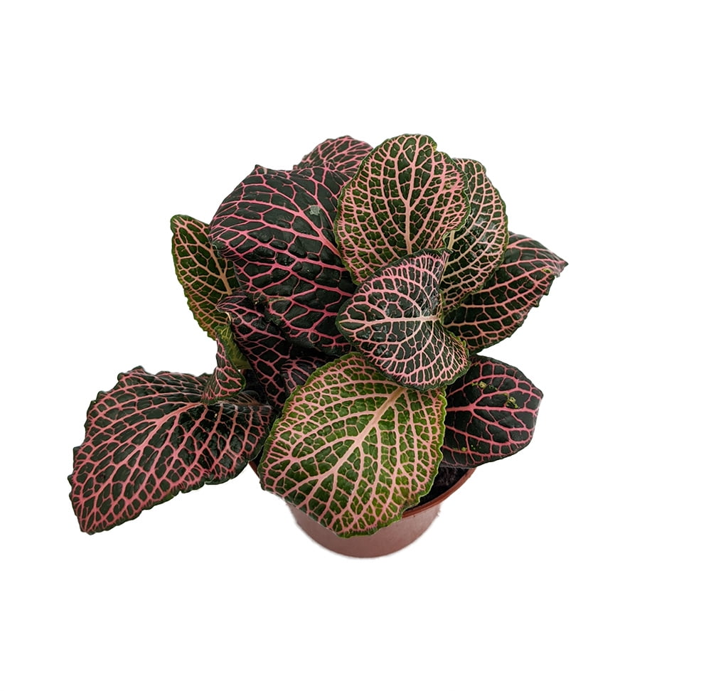 Fittonia plant benefits information