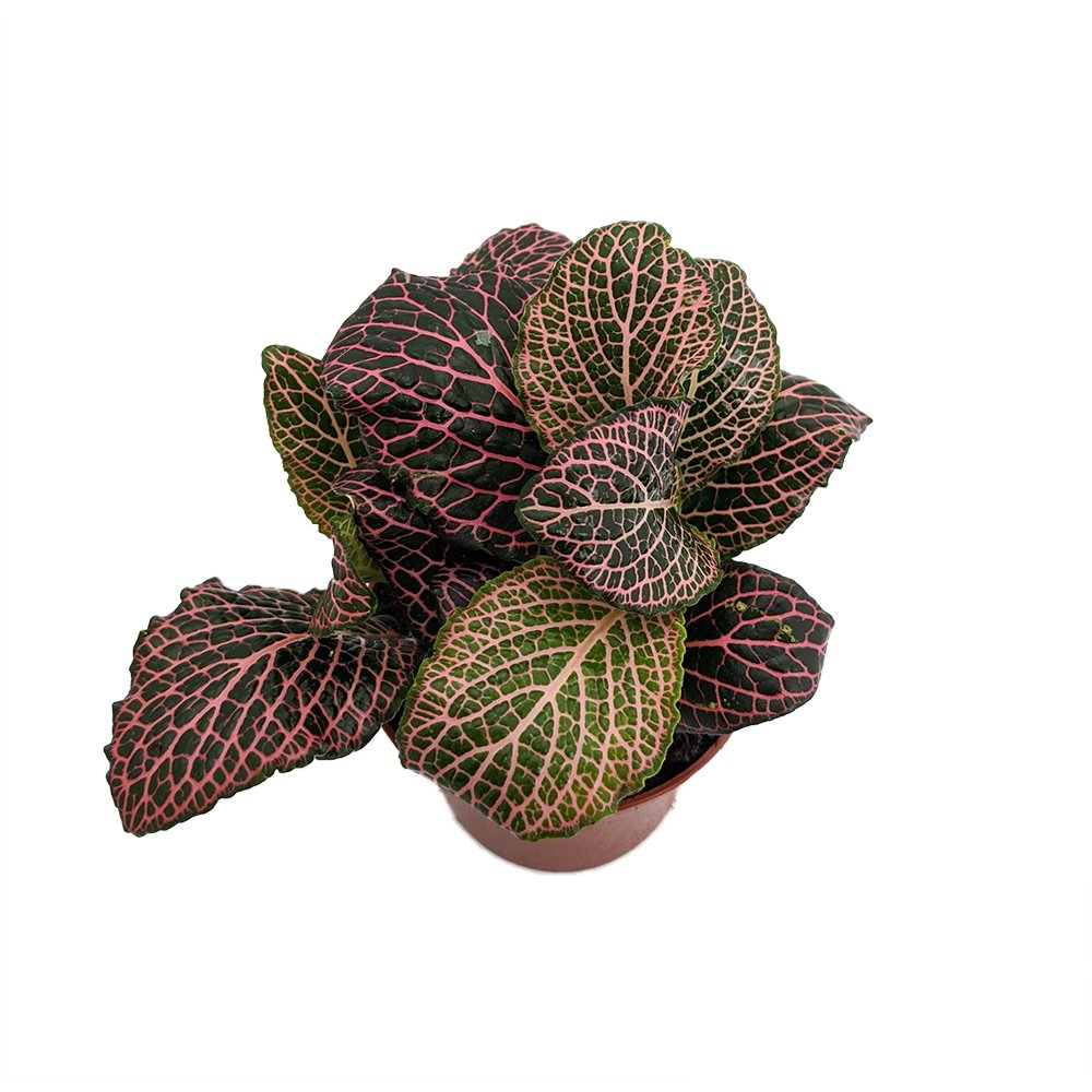 MAX Pink Nerve Plant Fittonia Easy House Plant 2.5