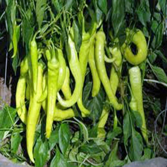 Pepper, Sweet Banana, Heirloom, 500 Seeds, MILD Sweet Great in Salads