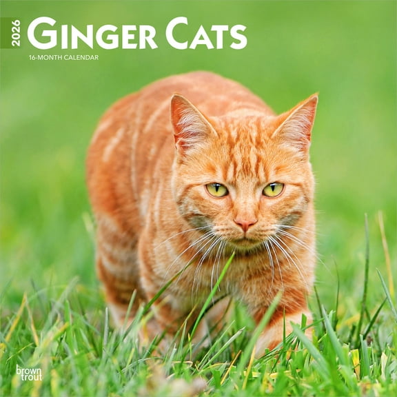 Ginger Cats | 2026 12x24" (Hanging) Wall Calendar | Plastic-Free | BrownTrout