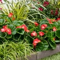 thumbnail image 5 of Expert Gardener 4PK Multicolor Begonia Live Plants with Grower Pack, 5 of 7