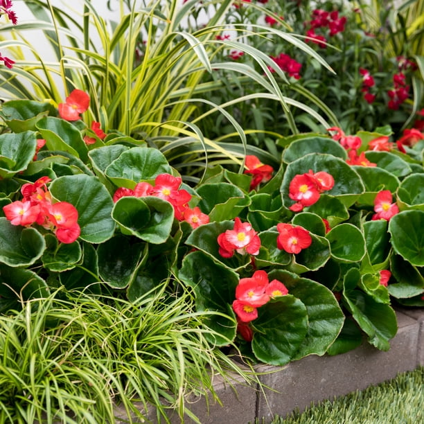 Expert Gardener 4PK Multicolor Begonia Live Plants with Grower