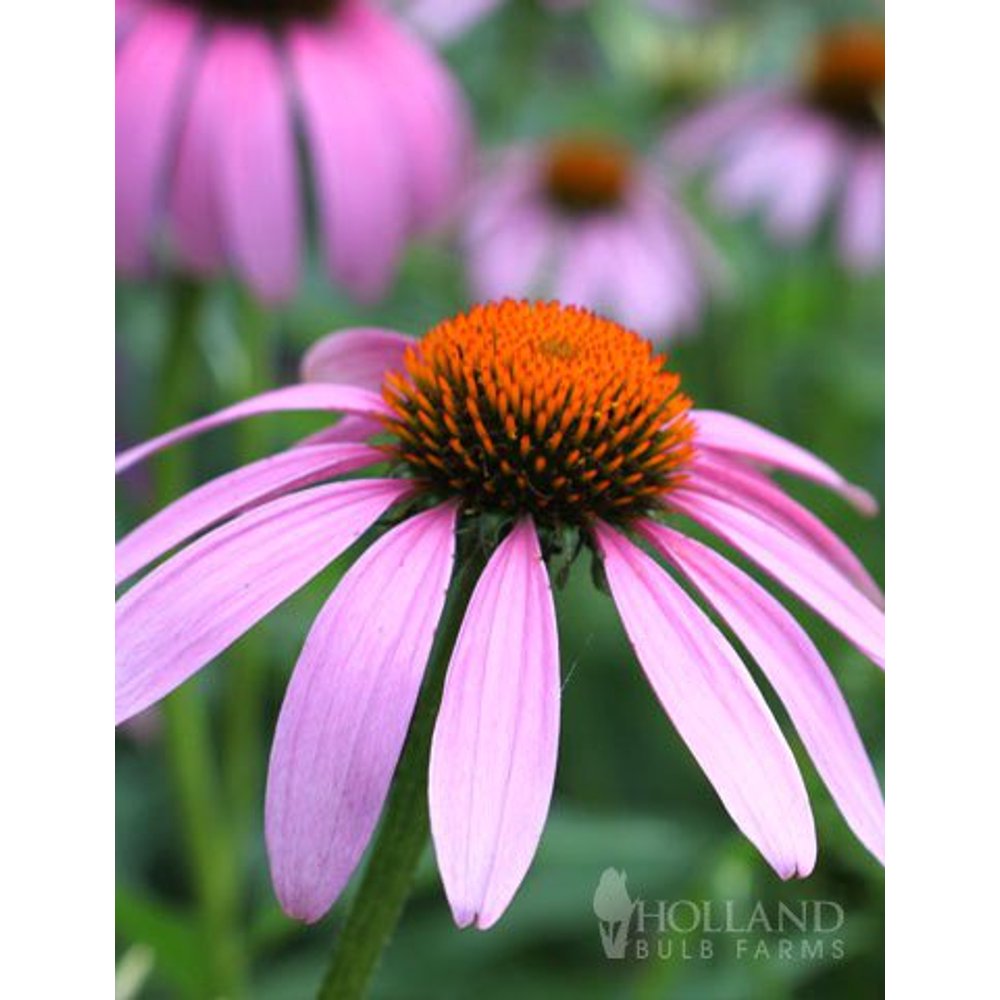 Magnus Purple Coneflower