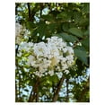 Natchez Crepe Myrtle Trees White Quart Containers FIBROUS Root System Grown by MAQING