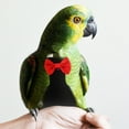 thumbnail image 5 of PAMINGONO 1 Set Washable Pet Bird Diaper Suit for Parrot Parakeet Budgie in 7.9x6.7in, 5 of 8