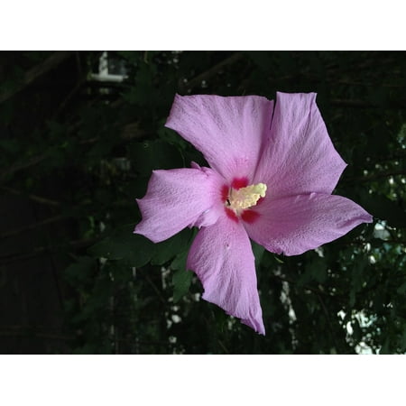 Laminated Poster Rose Of Sharon Flowers Chrysanthemums In Korea Print 11 X 17 Laminated Poster Rose Of Sharon Flowers Chrysanthemums In Korea Print 11 X 17