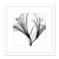 thumbnail image 1 of Schwartz NJIT Greyscale Flowers X-Ray Transparent Photo 8X8 Inch Square Wooden Framed Wall Art Print Picture with Mount, 1 of 4