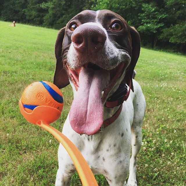 Chuckit! Fetch Medley Dog Ball Set, 3-Pack photo 4