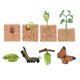 thumbnail image 1 of de crecimiento de y plantas Niños Educación Juguetes de biología, 1 of 9