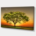 thumbnail image 2 of Green Tree against Setting Sun - Trees Canvas Art Print, 2 of 3