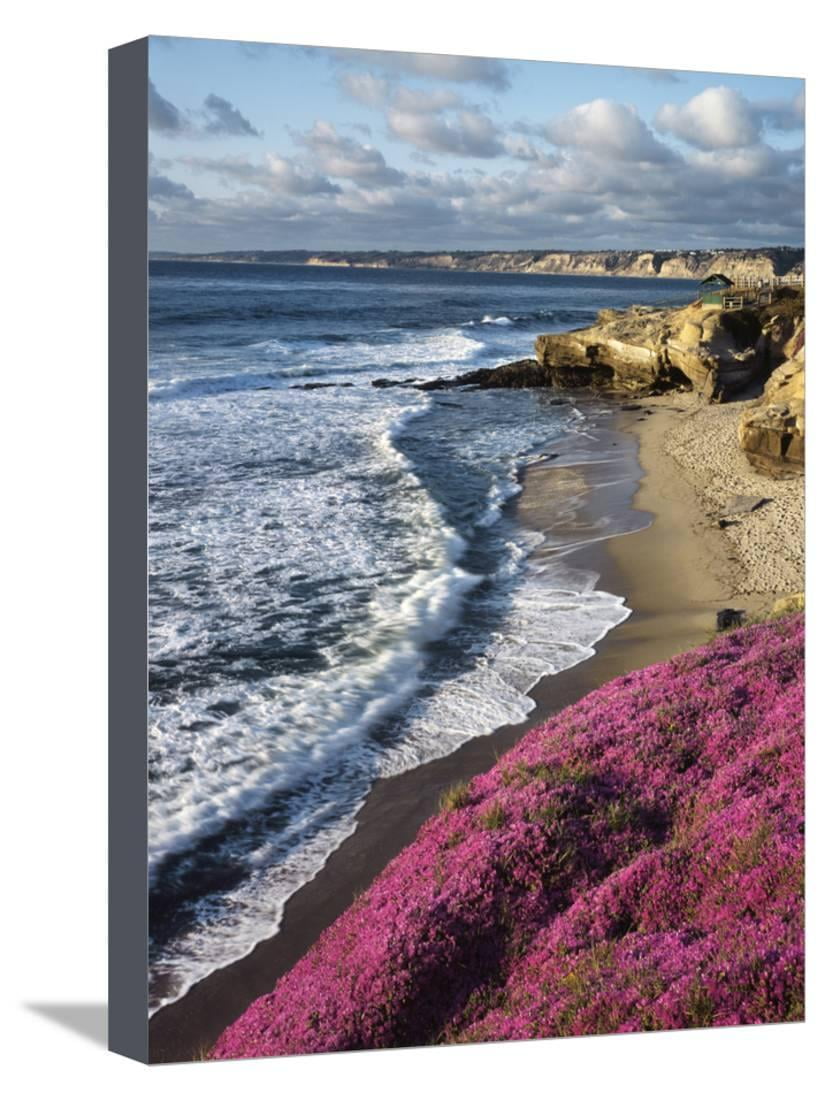 USA, California, La Jolla, Flowers Along the Pacific Coast Beach Coastal Ocean Landscape Photography Stretched Canvas Print Wall Art by Christopher Talbot Frank Sold by Art.Com