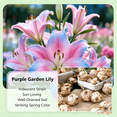 thumbnail image 4 of Lily Bulbs,Low Maintenance - Easy Grow - Ideal For Beds Borders, Plant Pots & Planters, 4 of 5